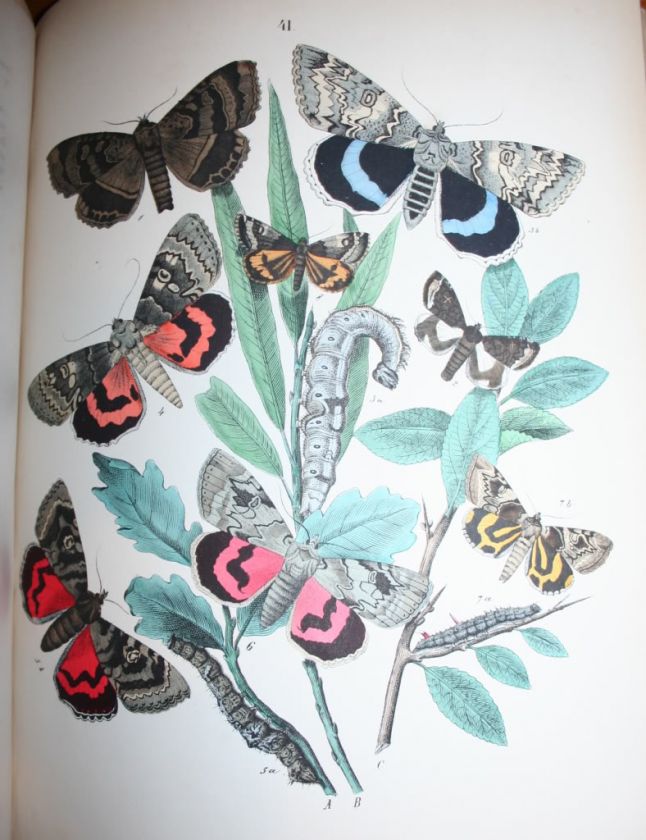 1882~European Butterflies & Moths~61 Plates~Lithographs 