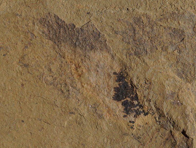 RCUncertain Specimen ChengJiang #120227unBX  