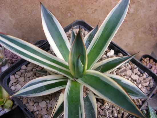 VARIEGATED AGAVE BLUE GLOW WHITE MARGIN  