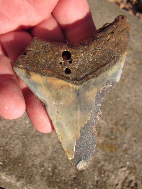 15/16 MEGALODON SHARK Tooth Fossil Teeth ATLANTIC USA  