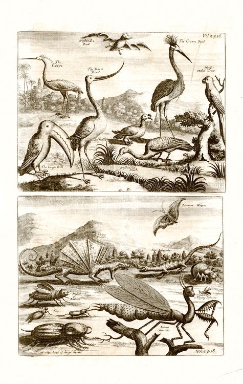 ANTIQUE PRINT   DRAGON   SHANKS, BRAZIL   Nieuhof,1744  