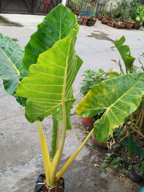 Bulb ALOCASIA MACRORRHIZOS LUTEA Gold Tropical Plant + Phytosanitary 