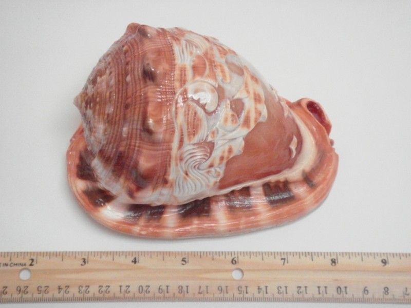 DOLPHIN ENGRAVED CASSIS RUFA CAMEO SEA SHELL 5 6 #7042  