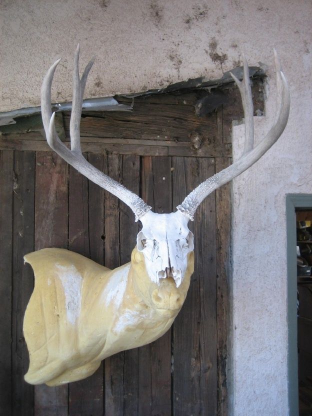 MULE DEER RACK ANTLERS on SKULL mount whitetail elk sheds taxidermy 