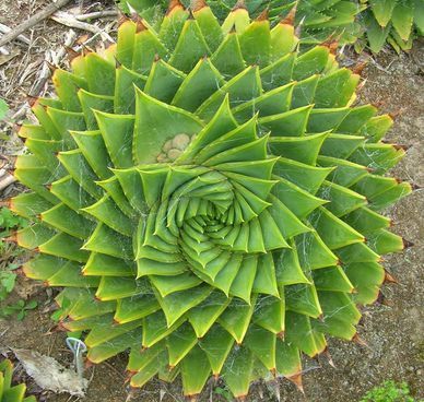 Aloe polyphylla   spiral aloe   3 seeds  