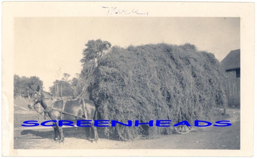 EARLY 1900s MULE DRAWN OVERLOADED FARM HAY WAGON PHOTO  