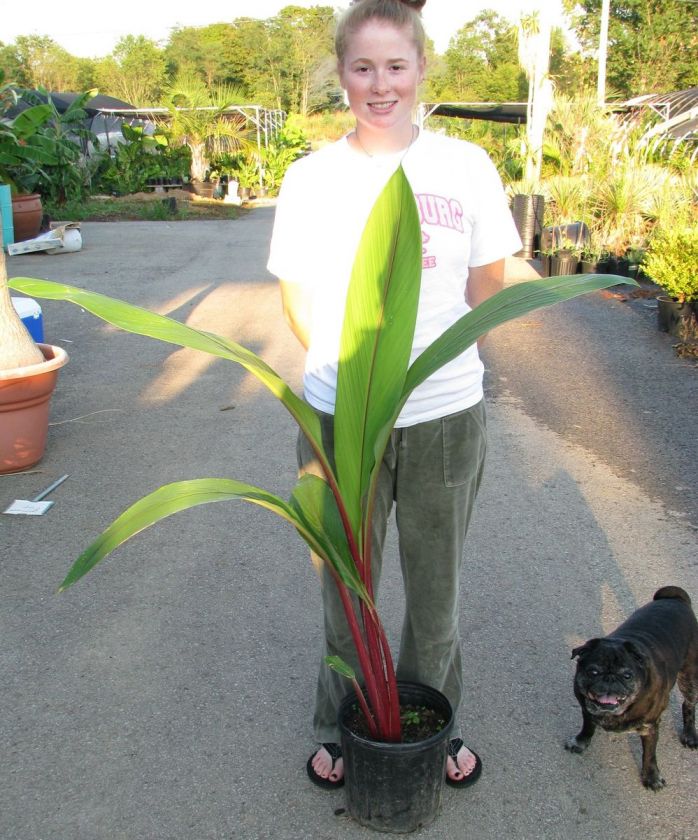 Curcuma Scarlet Fever  Tropcial exotic plant Ginger  