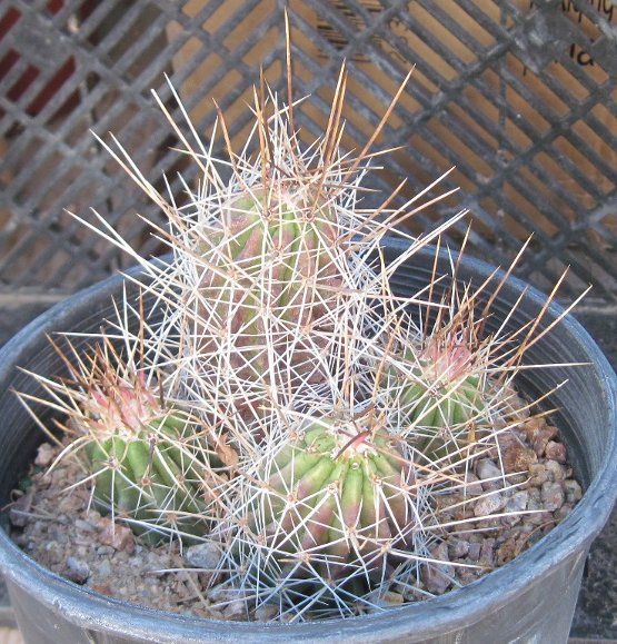 Echinocereus enneacanthus Cold Hardy Clumping Hedgehog Cactus Texas 18 