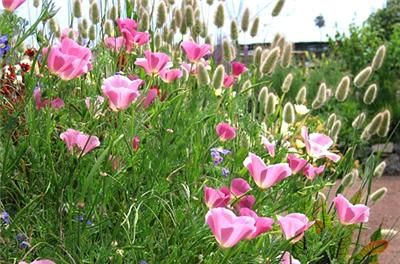 California Poppy  Purple Gleam eschscholzia seedsF11  