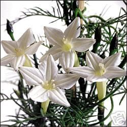 White Cypress Vine   30 Flower Seeds   Hummingbirds  