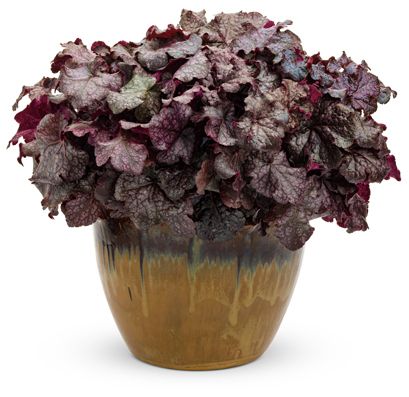 Heuchera, Dolce Licorice, Quart container, Live plant  